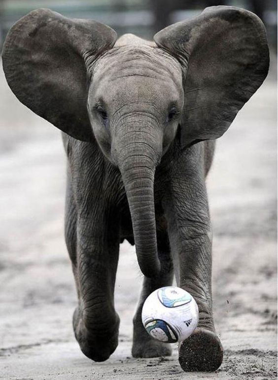 pinterest-elephant-soccer-ball-2